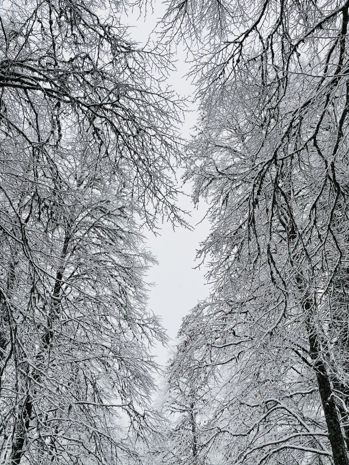 Leafless Trees Covered in Snow 